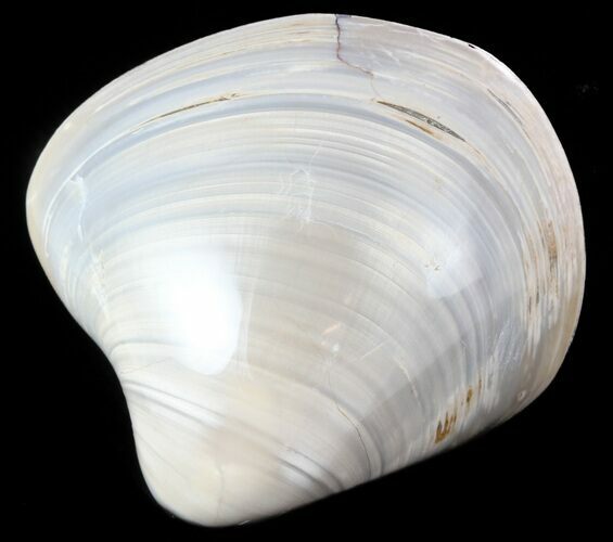 Polished Fossil Astarte Clam - Cretaceous #45807